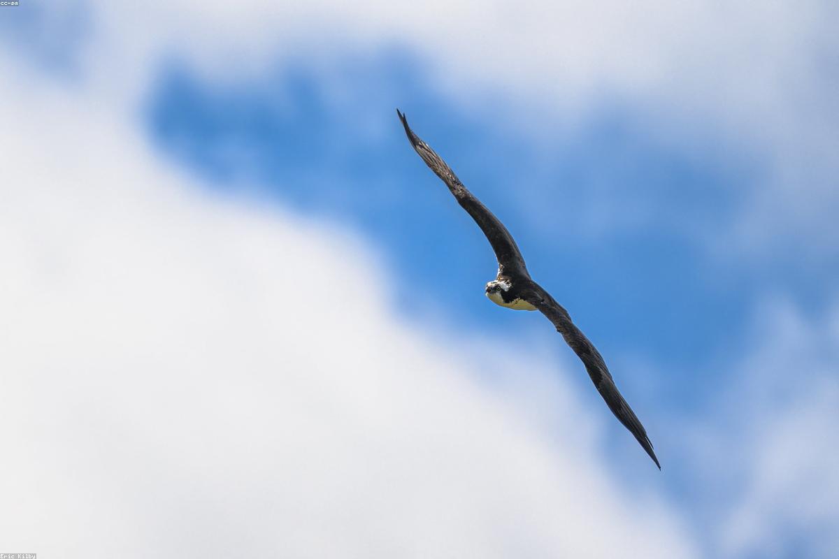 Osprey migrating past the ridge