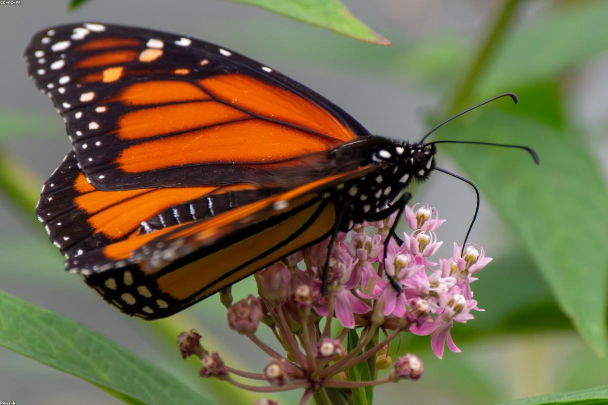 Monarch on goldenrod