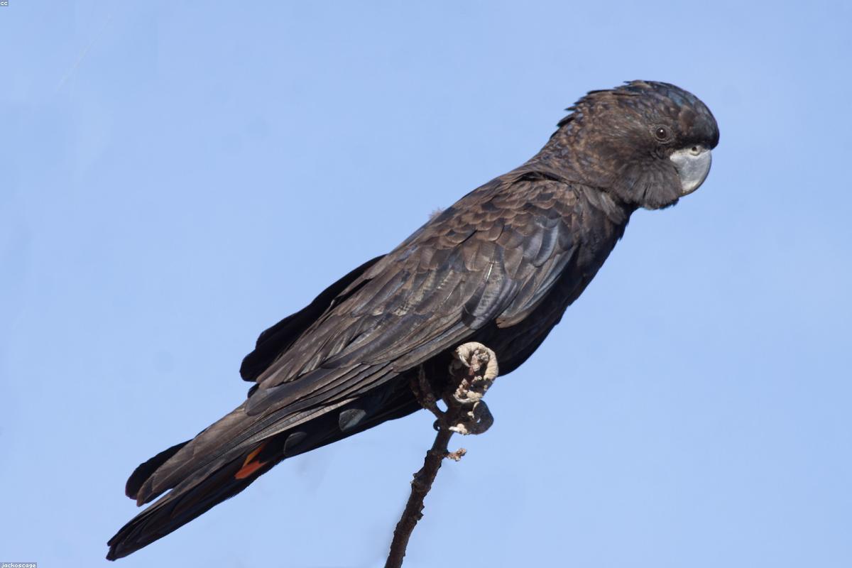 Red-tailed hawk on a dead limb