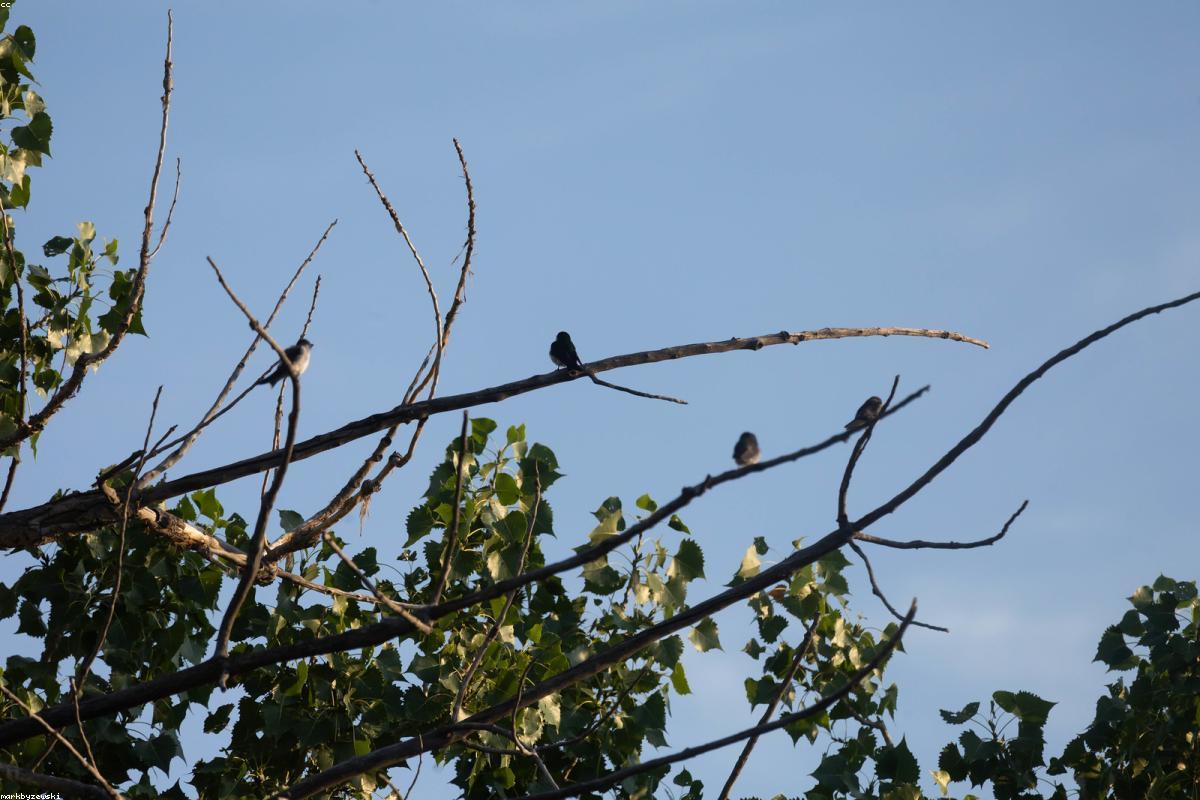 Chimney swift silhouette