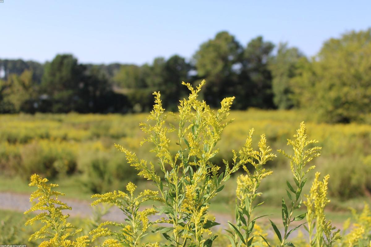 Goldenrod blooming on the ridge