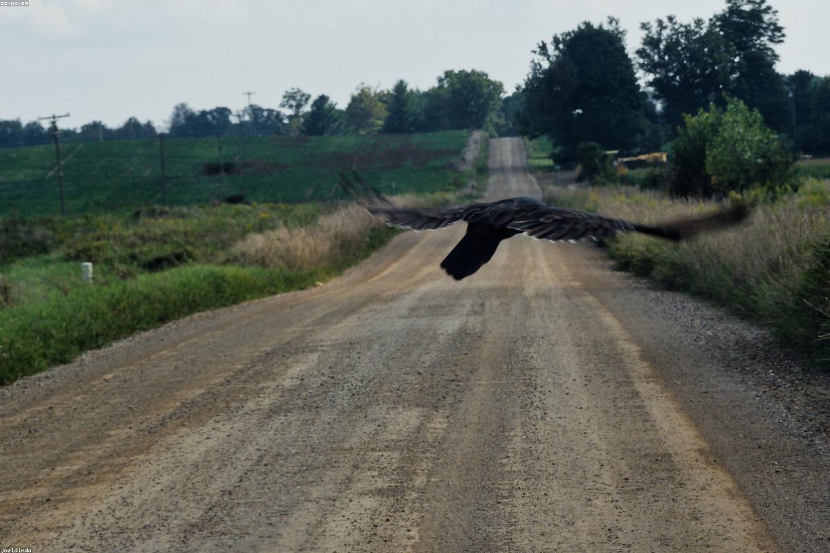 Black vulture gliding past