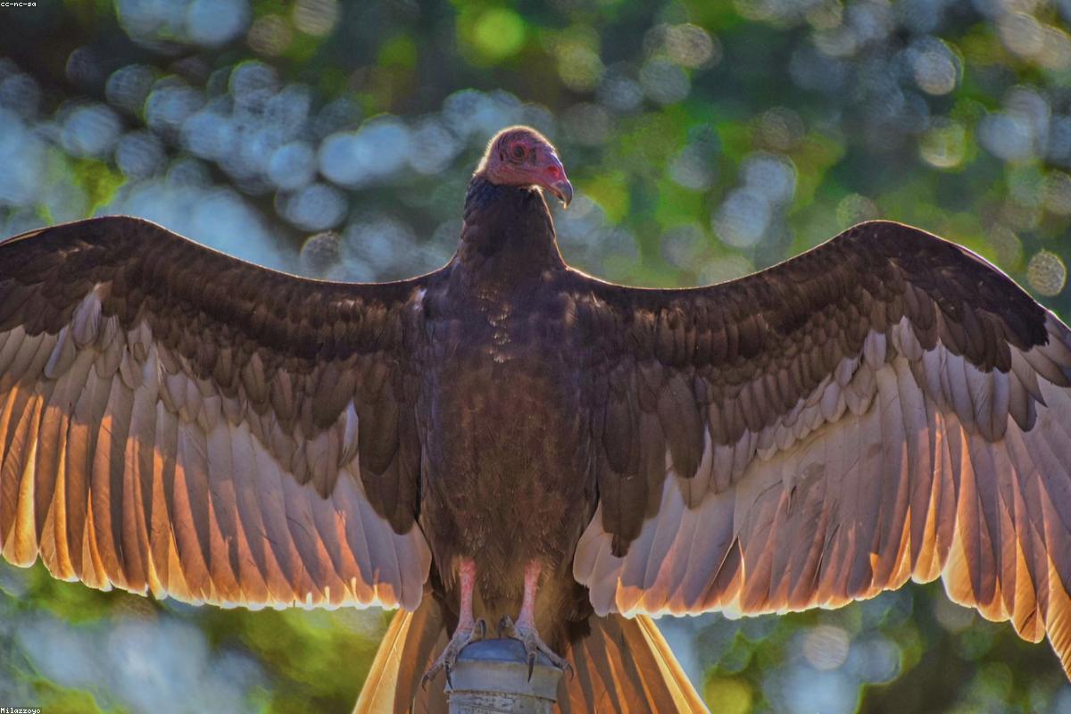 Turkey vulture with dihedral