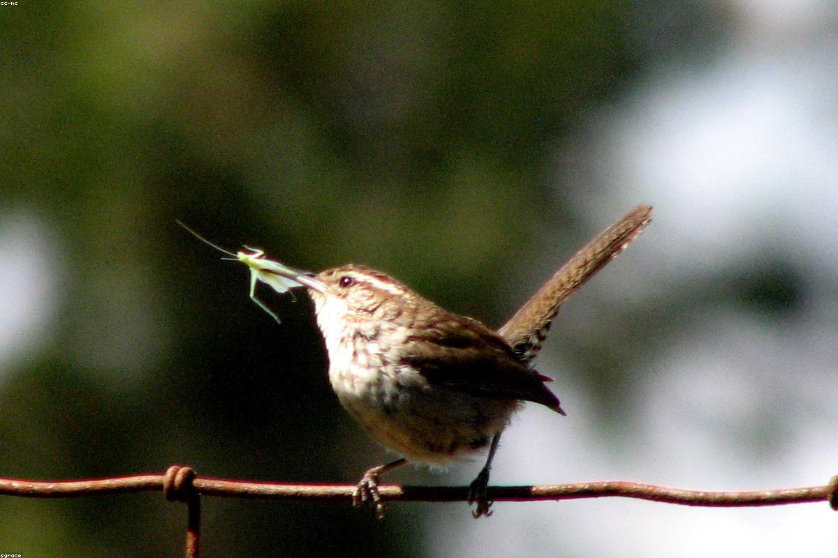 Pacific wren on a fallen tree
