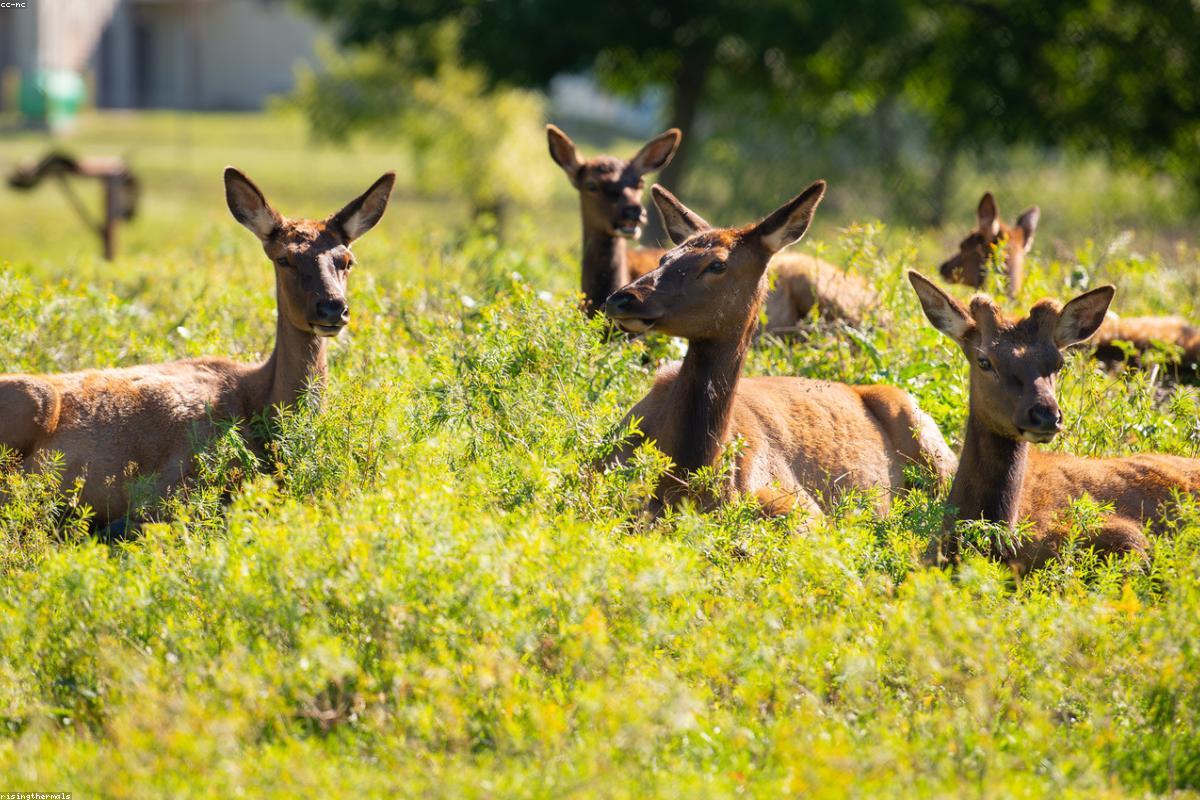 Roosevelt elk crossing a meadow