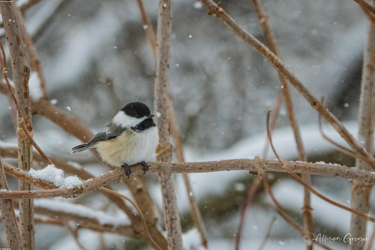 Chickadee on a cedar twig