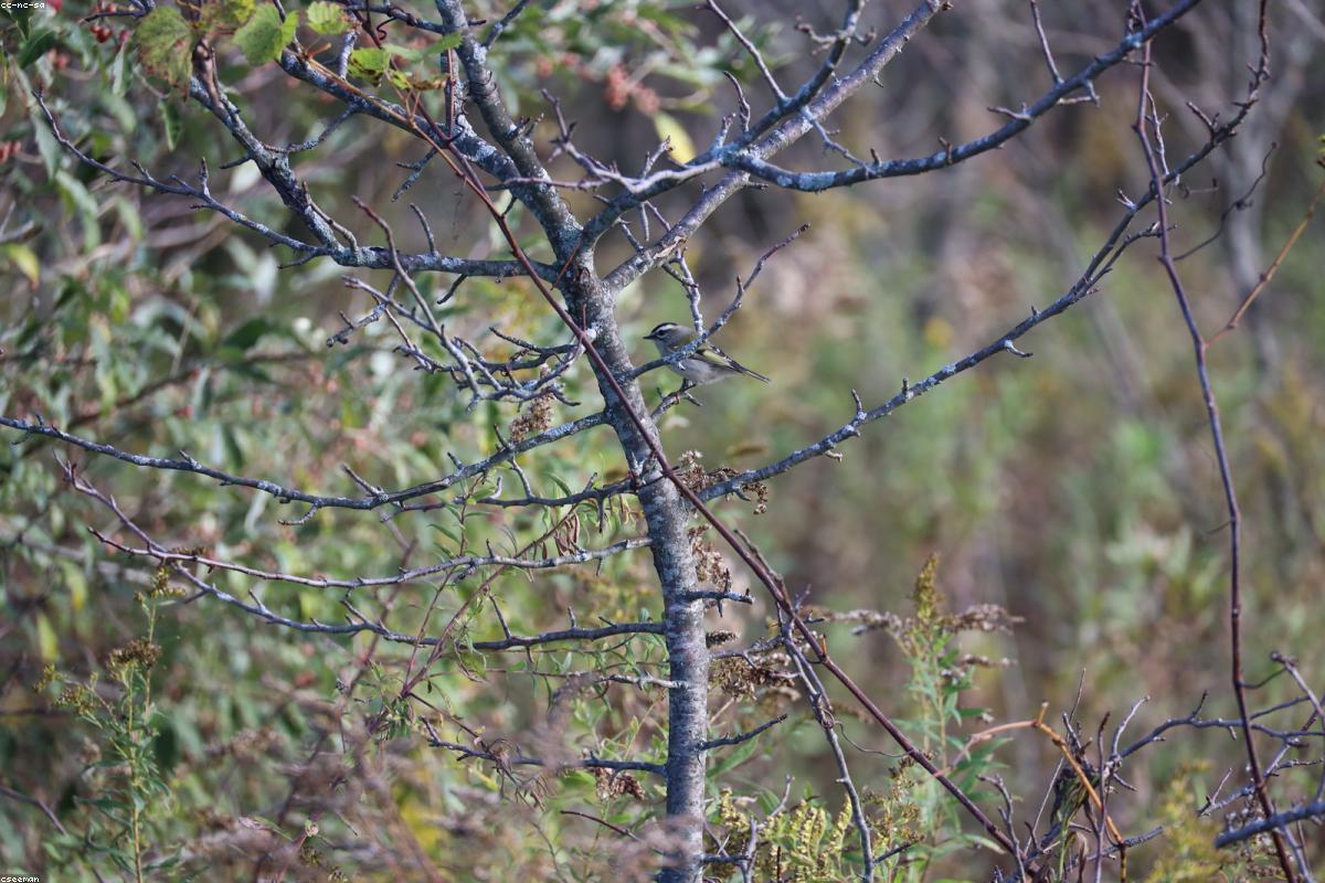 Kinglet on a hemlock needle