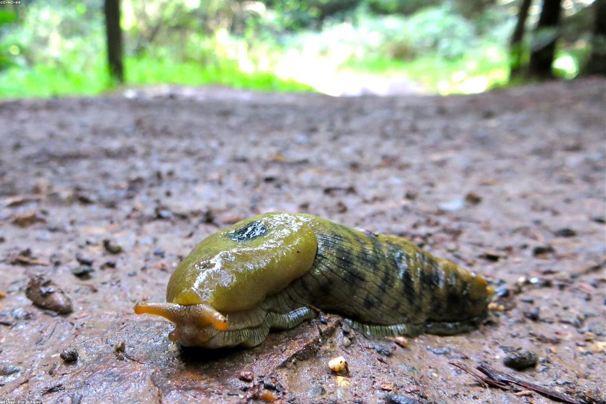 Banana slug on a fallen log