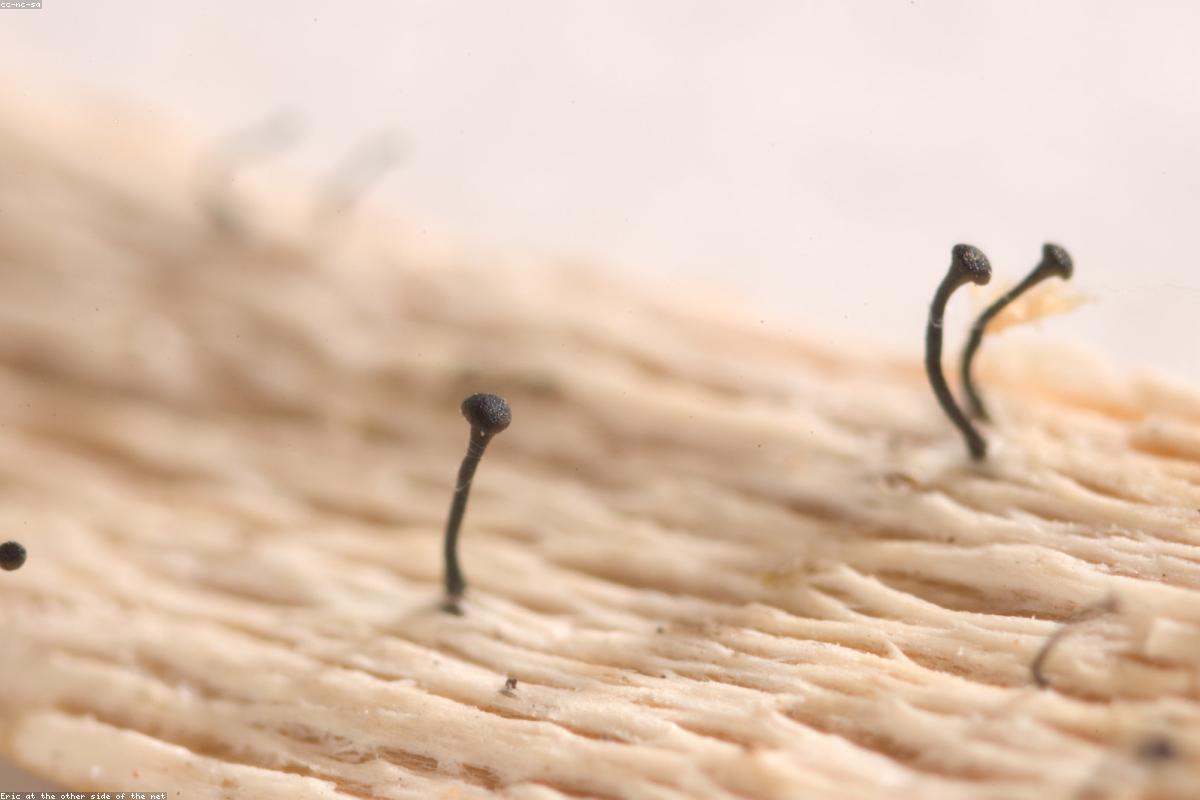 Close view of lichen
