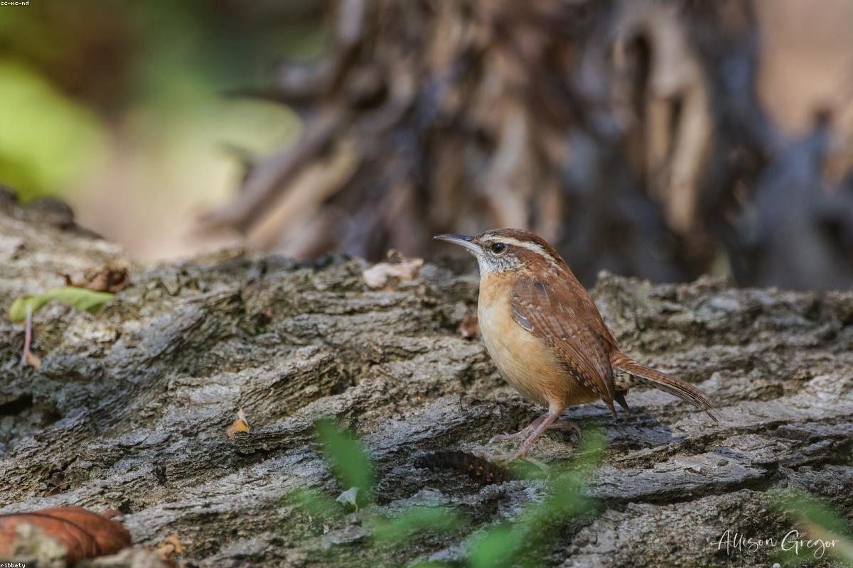 Pacific wren head thrown back in song