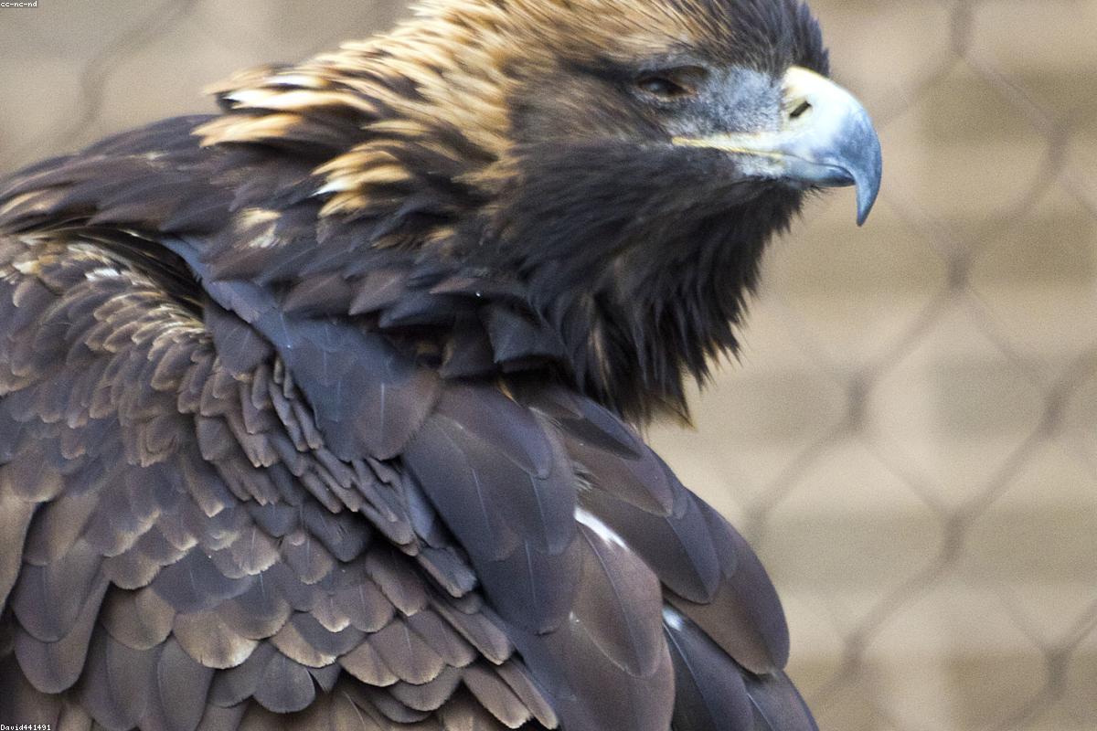 White-tailed eagle in flight