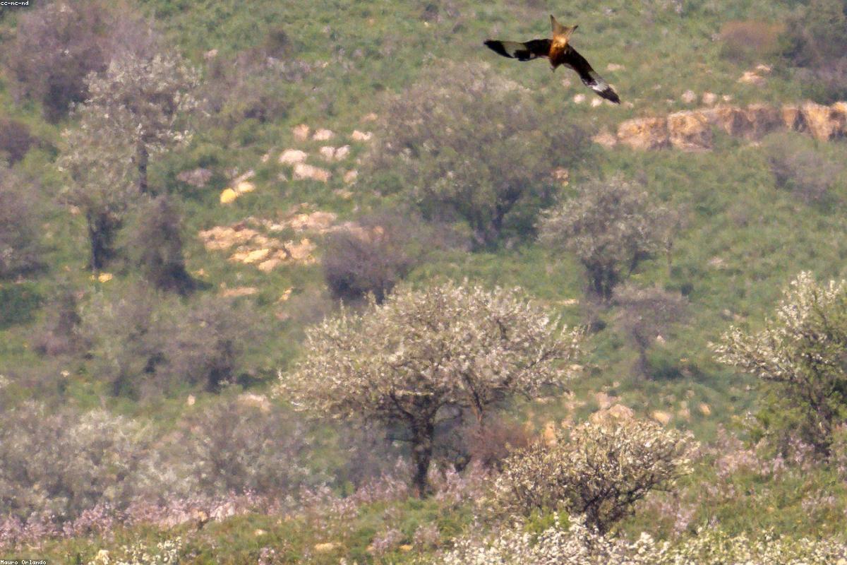 Black kite on fence