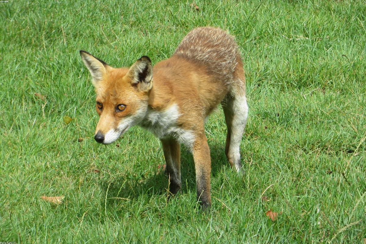 Red fox in snow