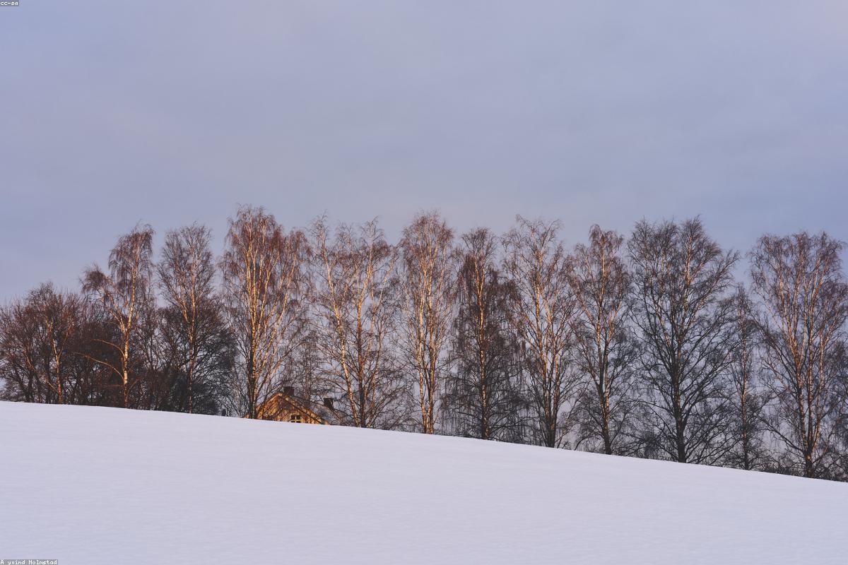 Wide view of snowy feeding ground