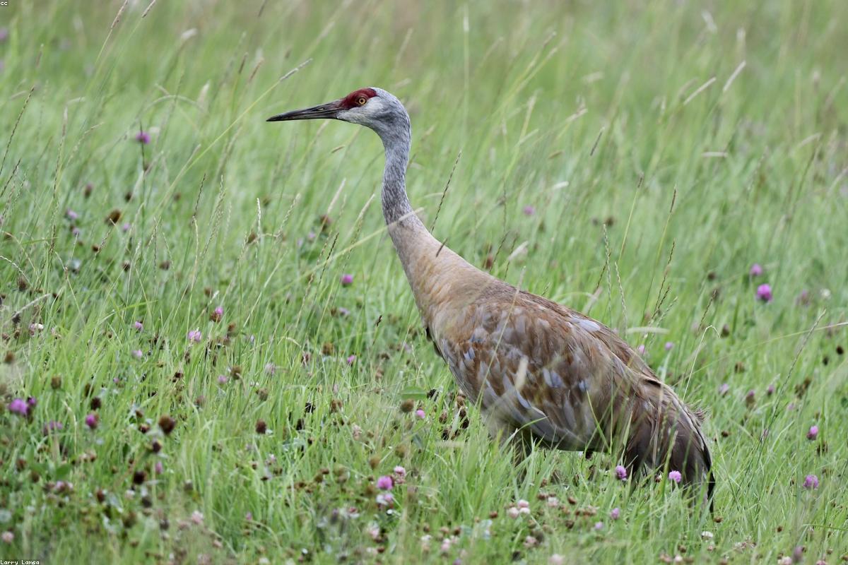 Sandhill Cranes against gray sky