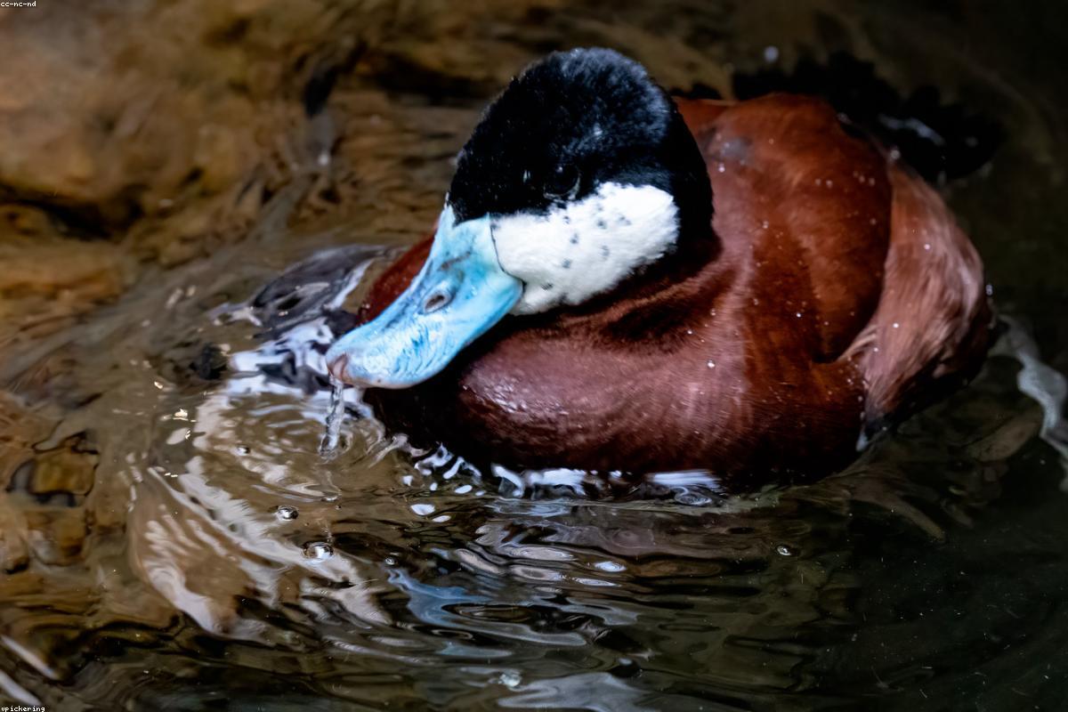 Ruddy Duck male on water