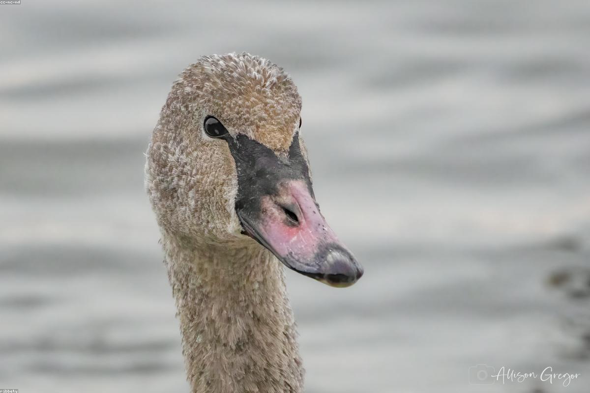 Trumpeter Swan flyby