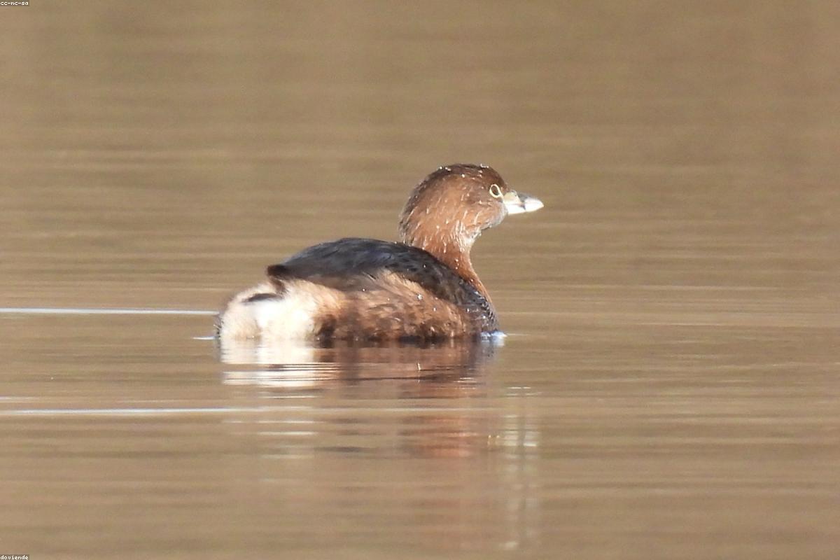 Pied-billed Grebe on channel