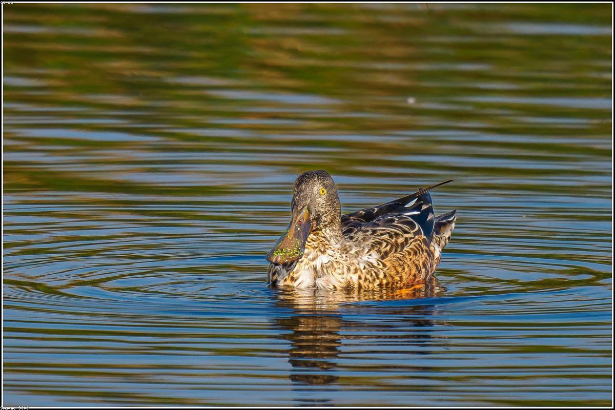 Northern Shoveler pair
