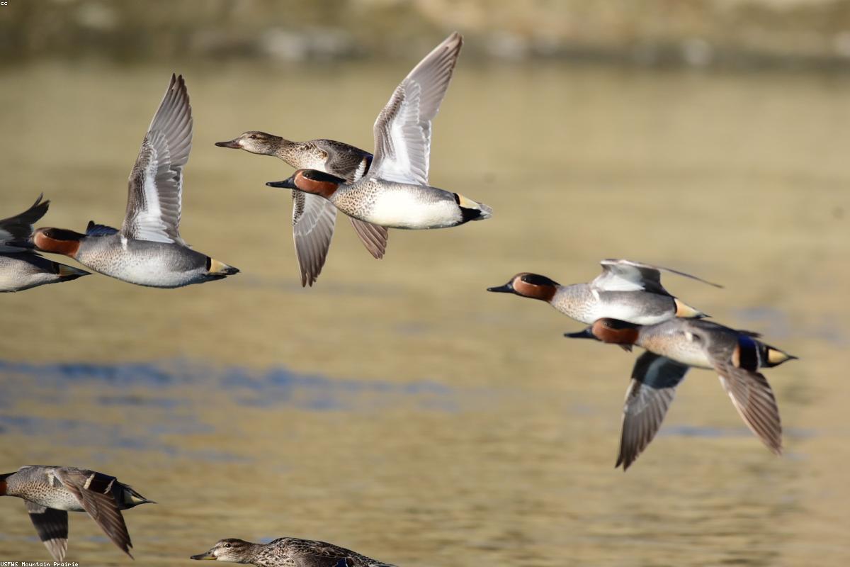 Green-winged Teal on mudflat