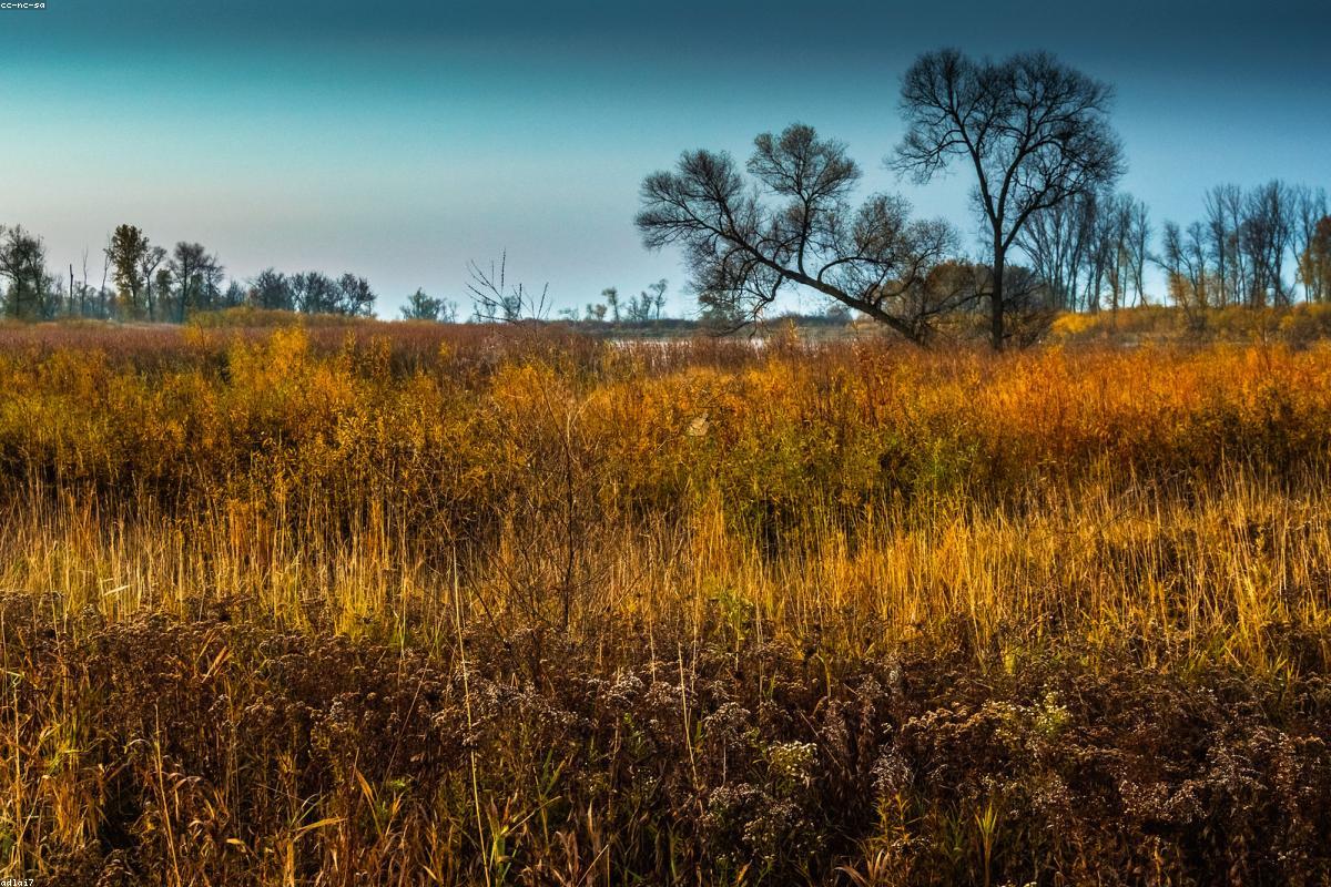 Marsh under rain and gray sky