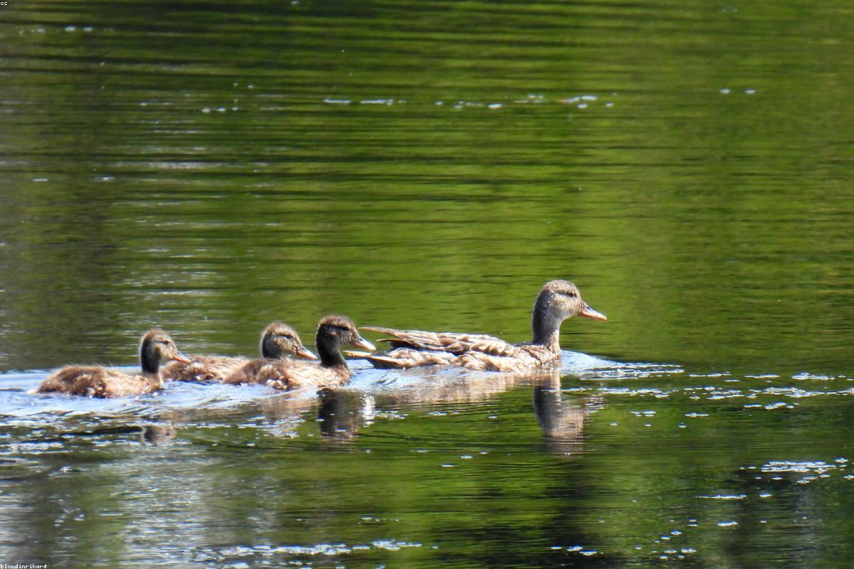 Gadwall pair on open water