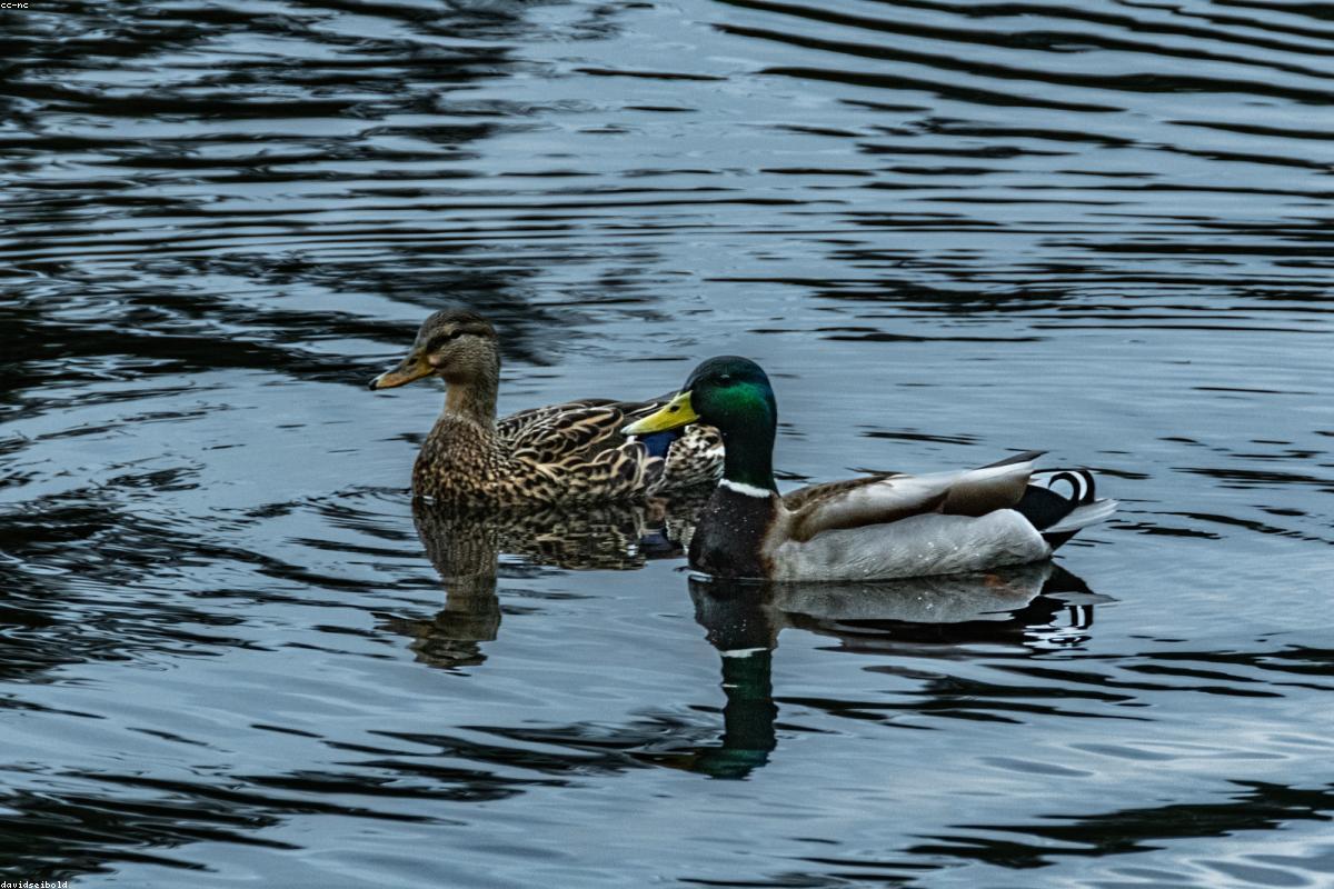 Mallard drake shaking water
