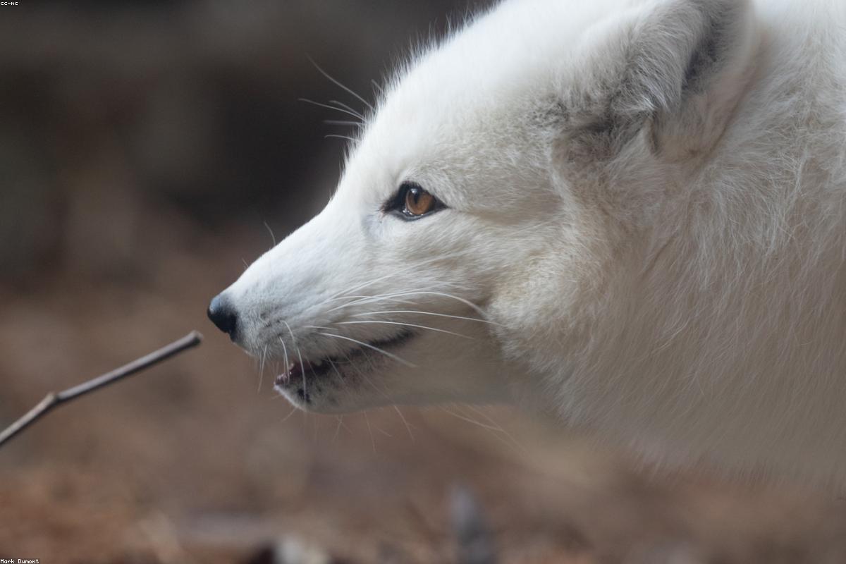 Blue-phase fox looking at camera