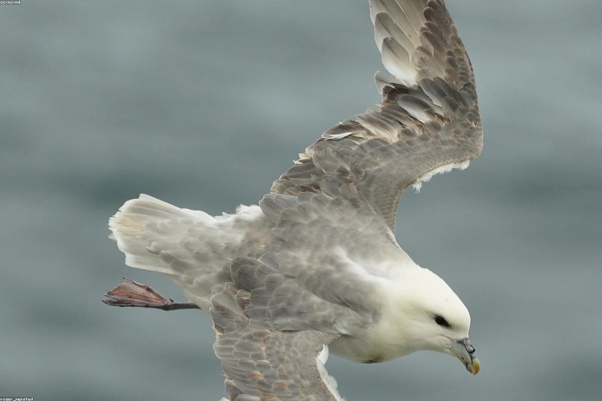 Fulmar passing the cliffs
