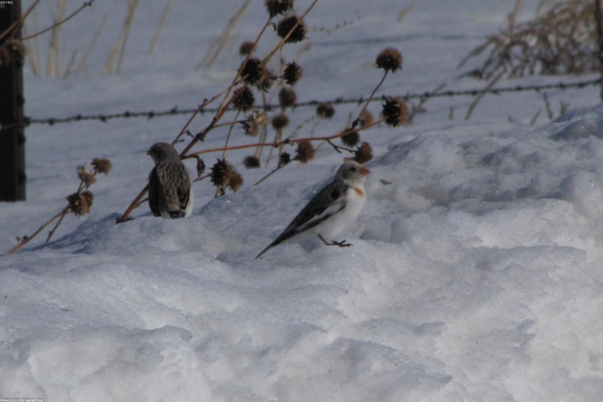 Snow bunting in winter plumage