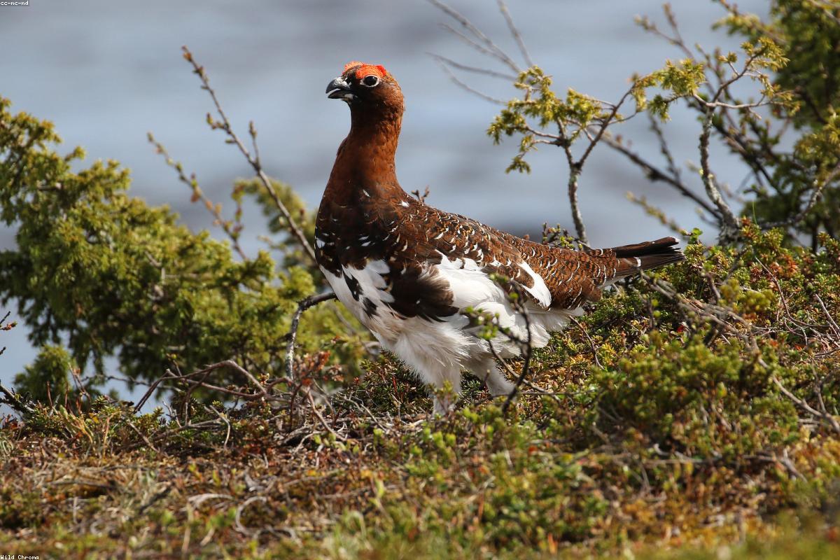Ptarmigan mostly in gray