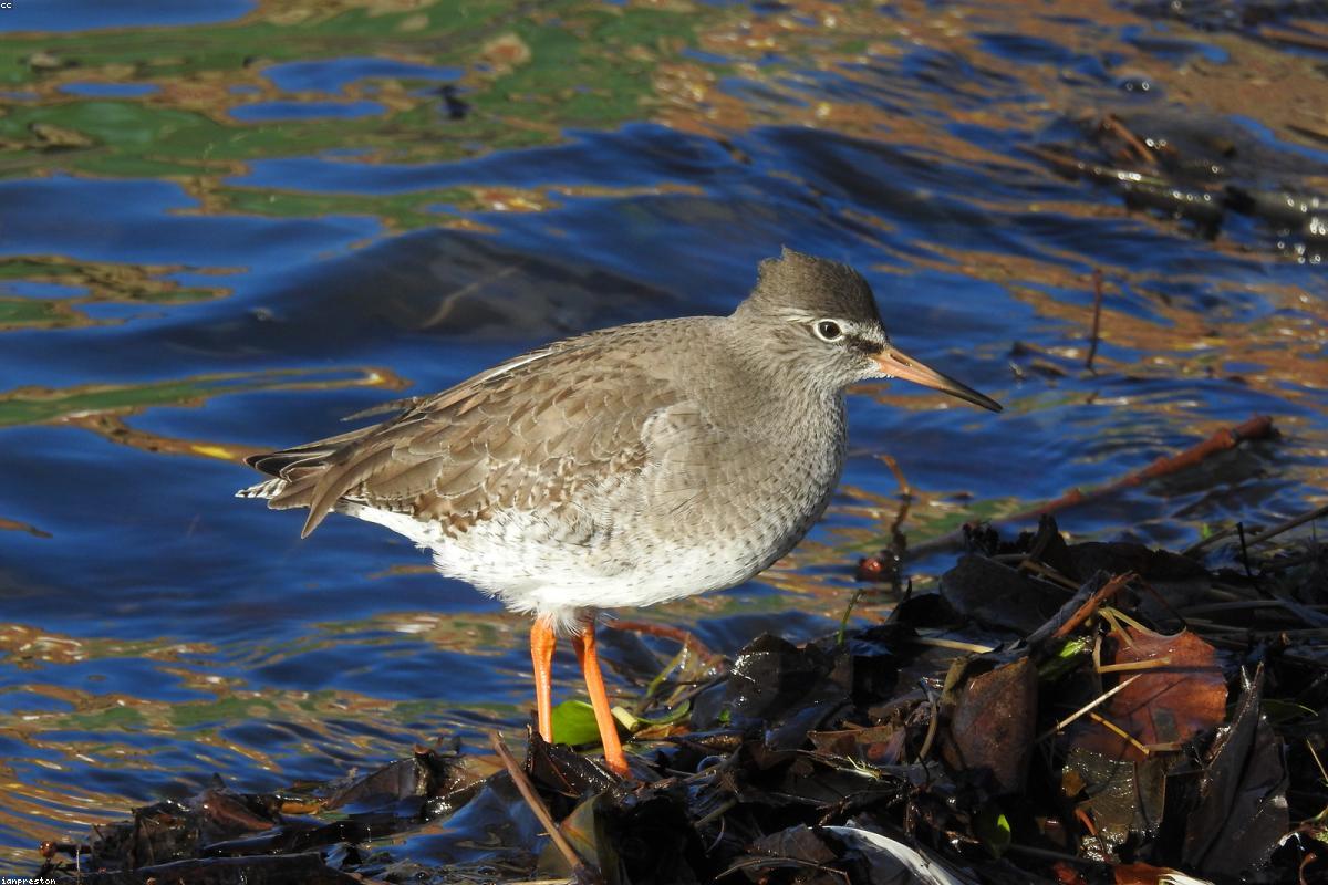 Common redshank on rocky shore