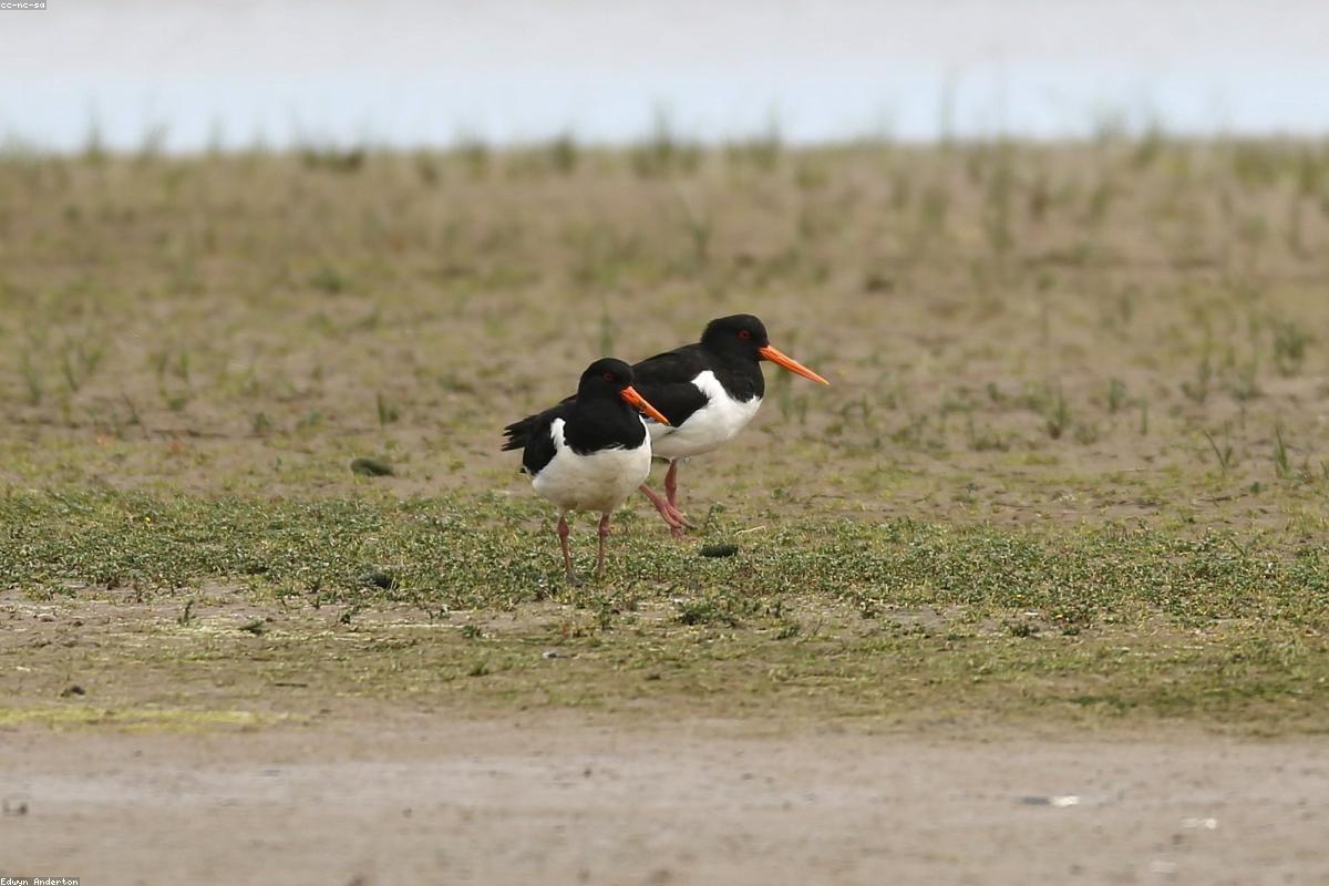 Oystercatcher on wet rock