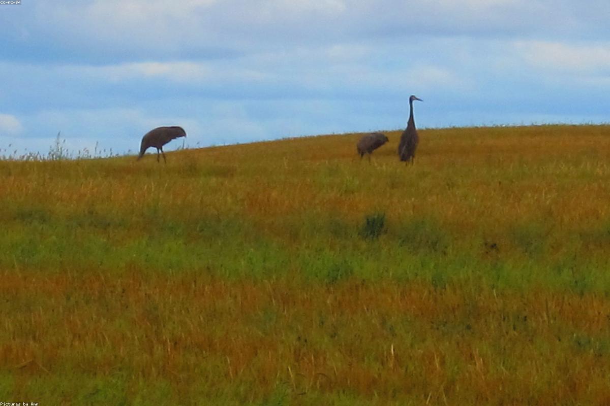 Crane flock layered across sky