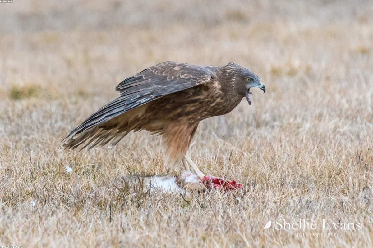 Northern Harrier over field at dusk