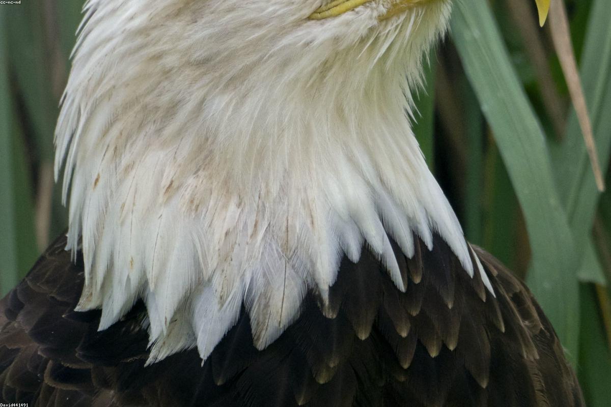 Bald Eagle flushing cranes