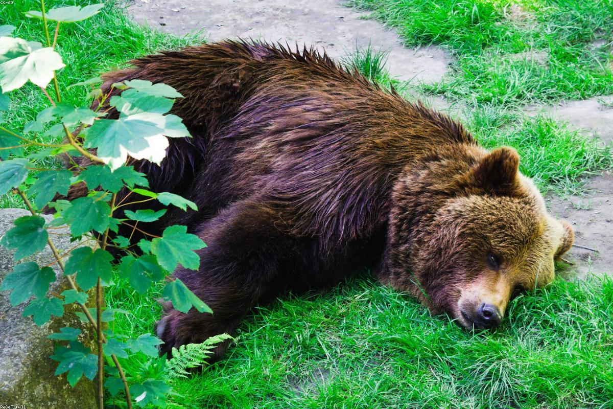Brown bear sow with two cubs at river