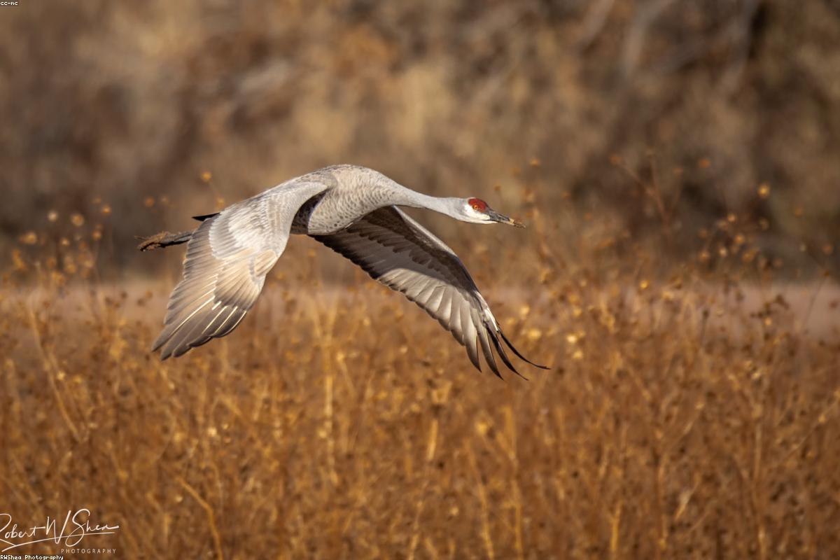 Sandhill crane family in meadow