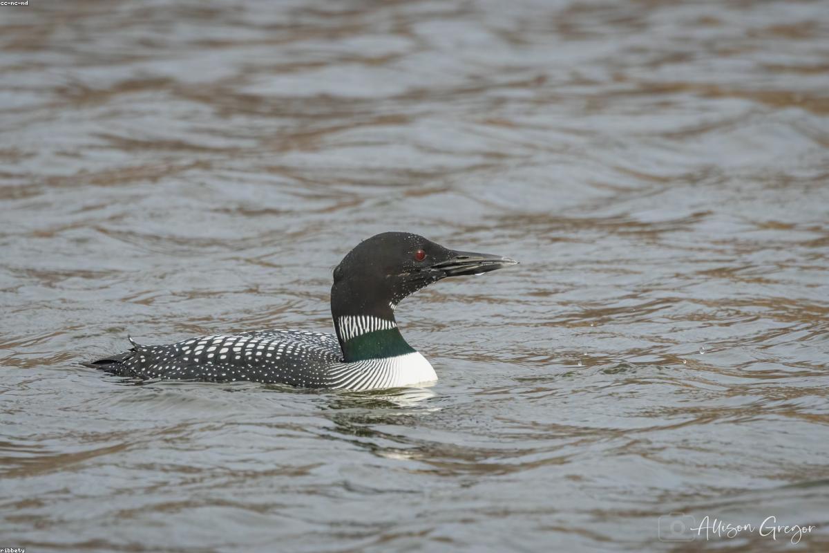 Common loon on still water