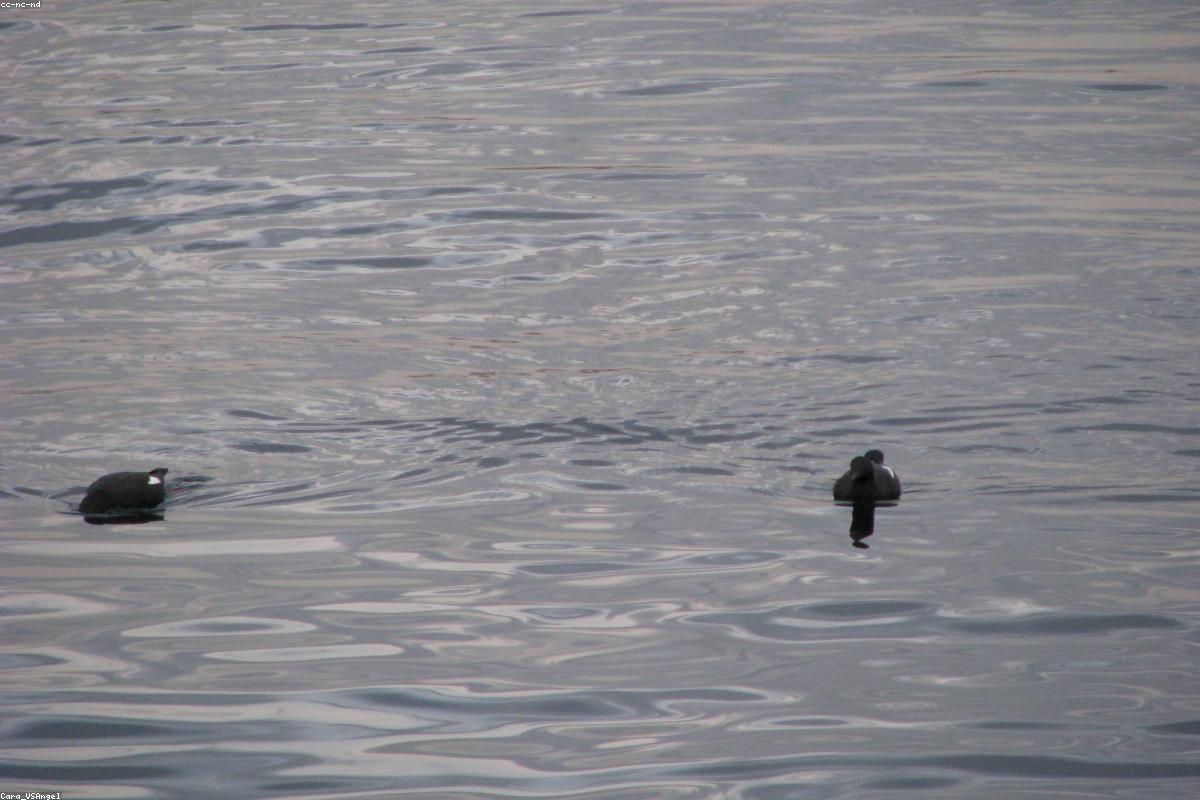 Pigeon guillemot on water