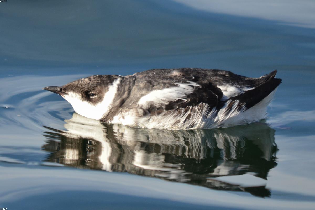 Marbled murrelet on water