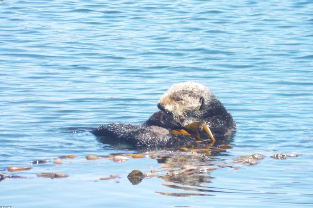 Sea otter on back