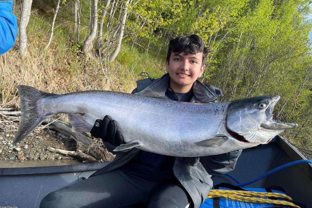 Pink salmon in shallow water