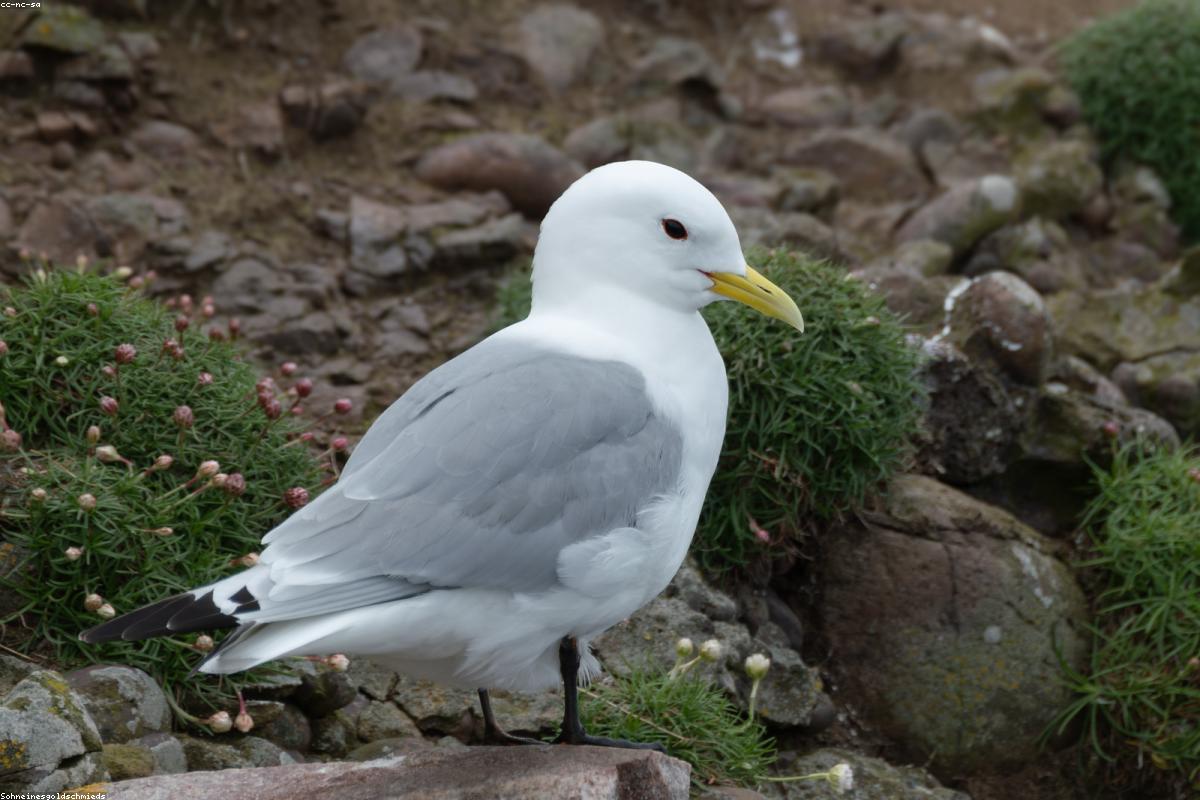 Kittiwake on rocks
