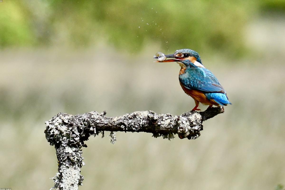 Azure kingfisher on branch