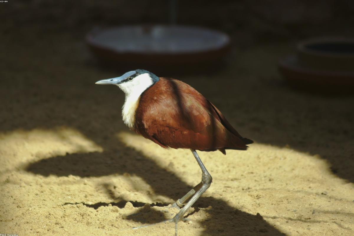 Jacana on lily pad