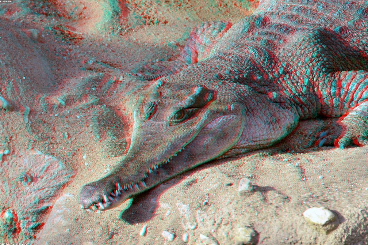 Saltwater crocodile on bank