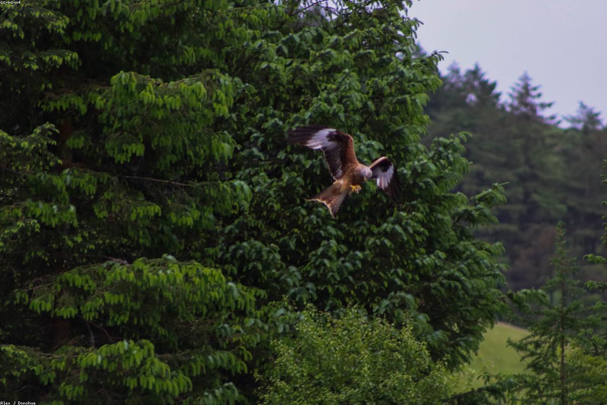 Whistling kite soaring