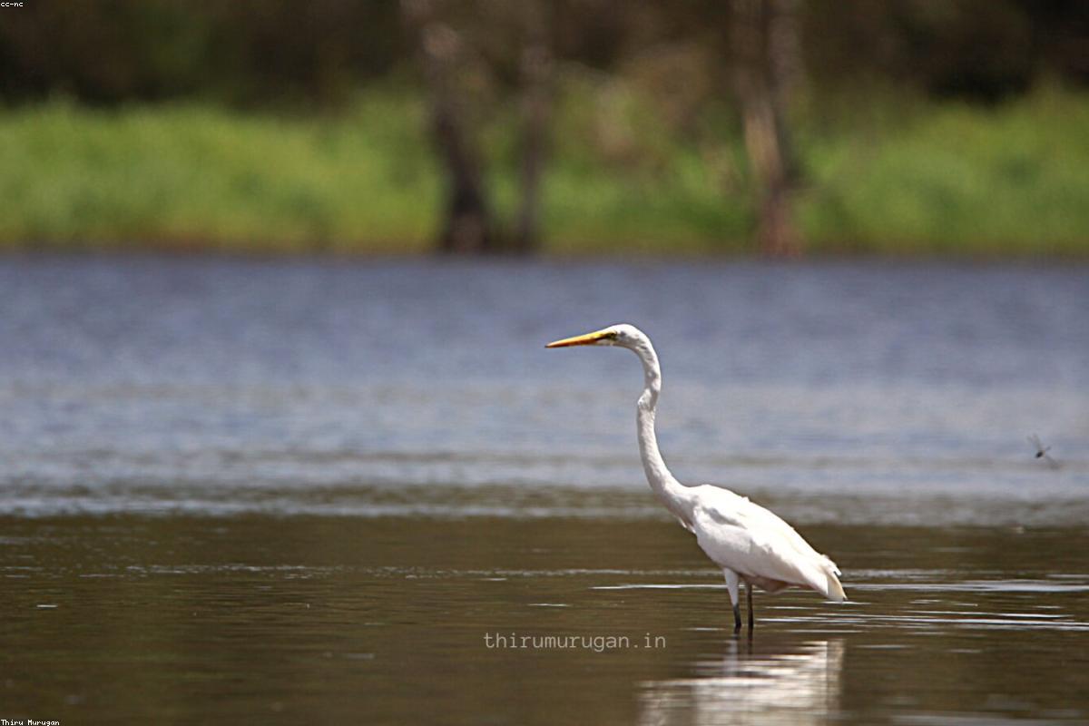 Great egret reflected in still water