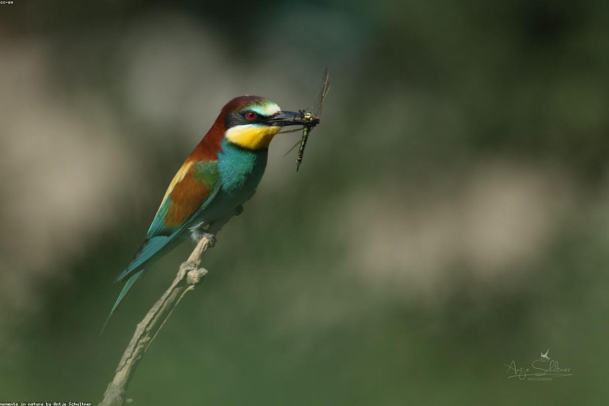 Rainbow bee-eater on wire